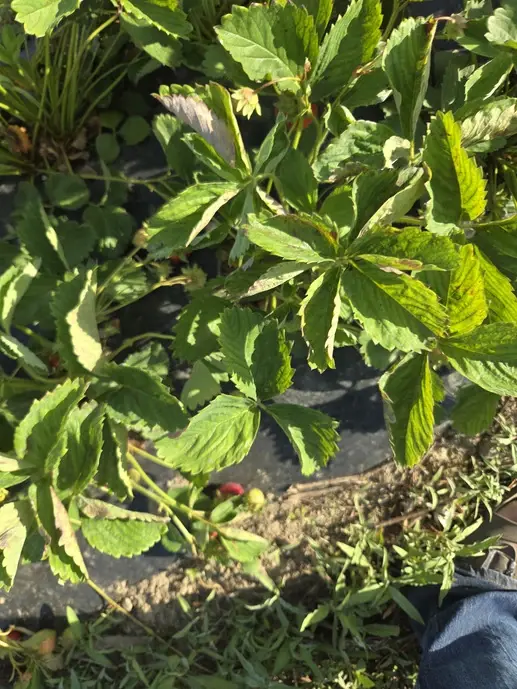 Strawberry leaves photographed on 27 May 2026