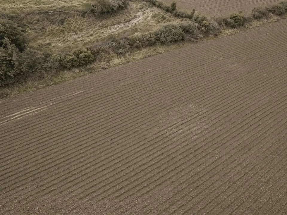 Agricultural field rows seen from above