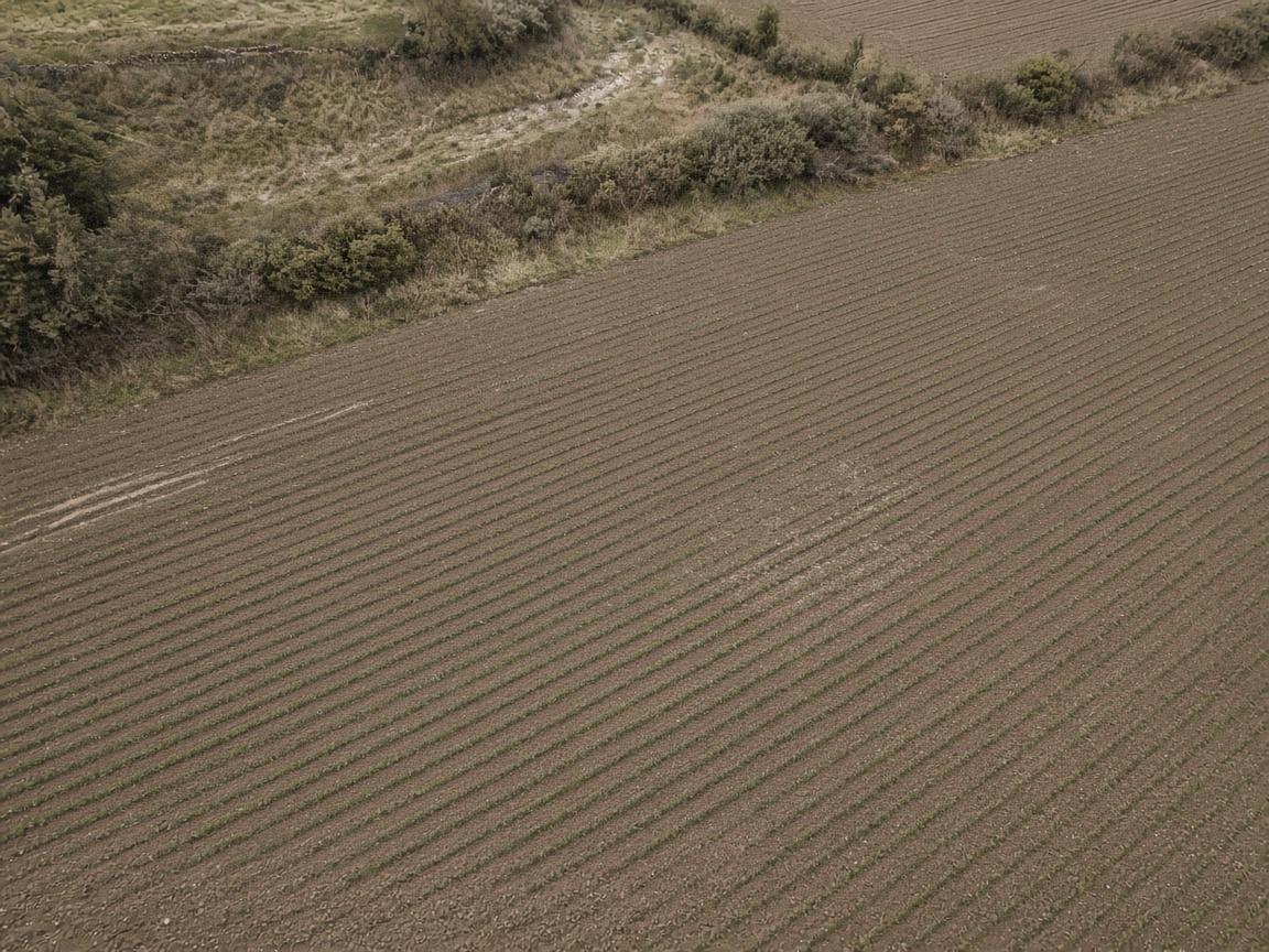 Aerial view of crop rows and a field boundary