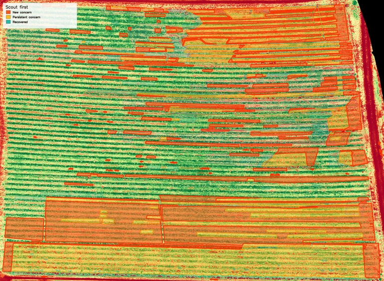 Strawberry 1 vegetation-index review map, 4 June 2026