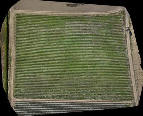 Strawberry 1 rgb field assessment, 11 June 2026