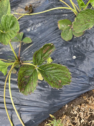 Strawberry 1 ground photograph showing leaf condition, 11 June 2026