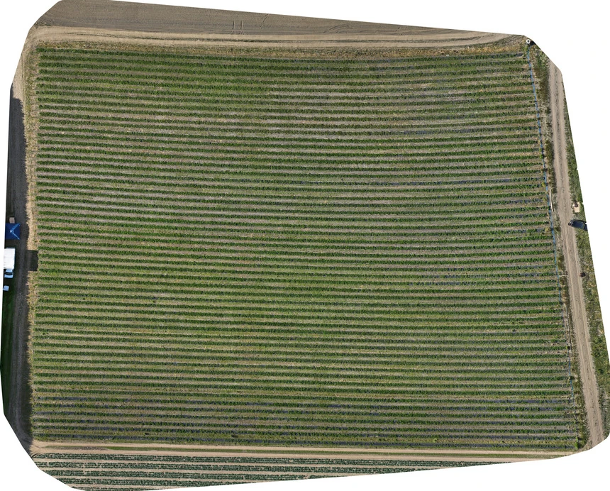Strawberry 1 full-field RGB assessment, 27 May 2026