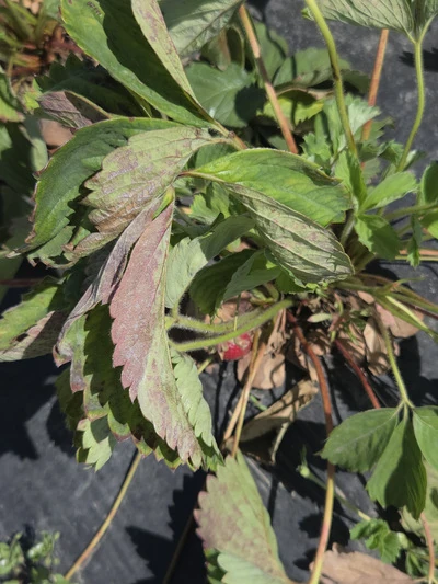 Strawberry 1 ground photograph showing leaf condition, 29 May 2026
